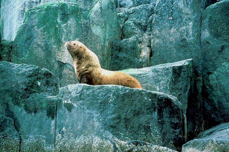 Steller Sea Lion (Eumetopias jubatus) {!--큰바다사자-->; DISPLAY FULL IMAGE.