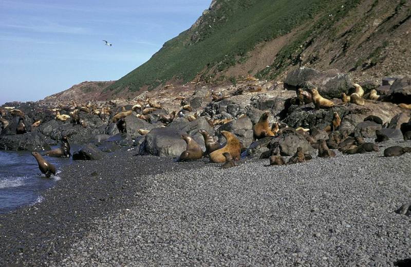 Steller Sea Lion group (Eumetopias jubatus) {!--큰바다사자-->; DISPLAY FULL IMAGE.