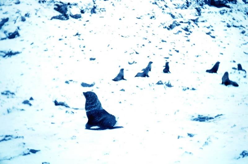Sea Lion (Otariidae) {!--물개과 바다사자류-->; DISPLAY FULL IMAGE.