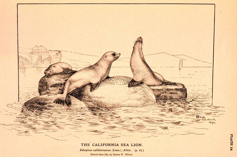 California Sea Lion (Zalophus californianus) {!--(캘리포니아)바다사자-->; DISPLAY FULL IMAGE.