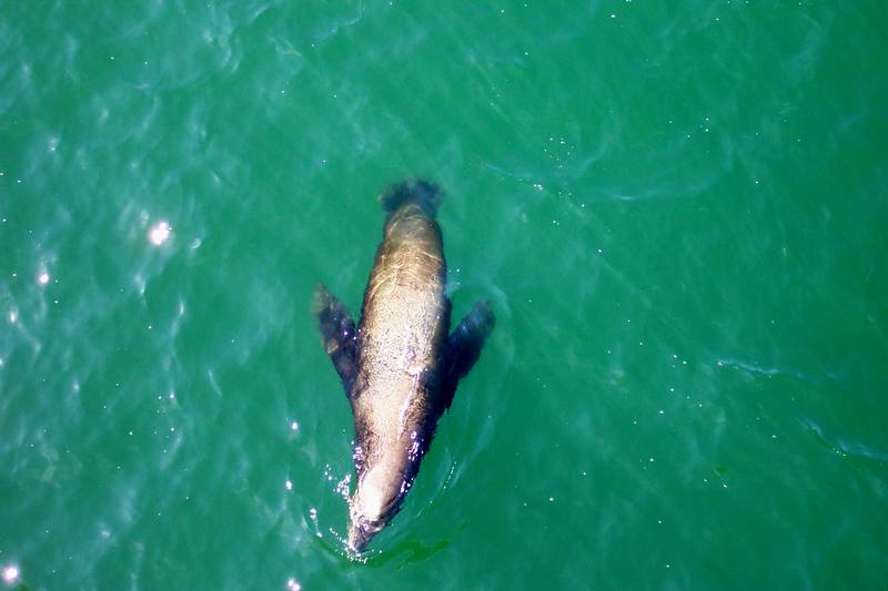 California Sea Lion (Zalophus californianus) {!--(캘리포니아)바다사자-->; DISPLAY FULL IMAGE.