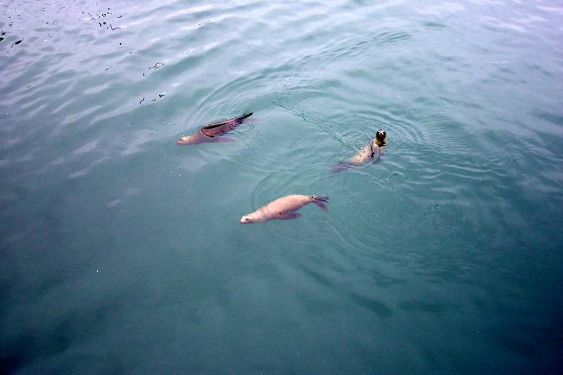 California Sea Lion (Zalophus californianus) {!--(캘리포니아)바다사자-->; DISPLAY FULL IMAGE.