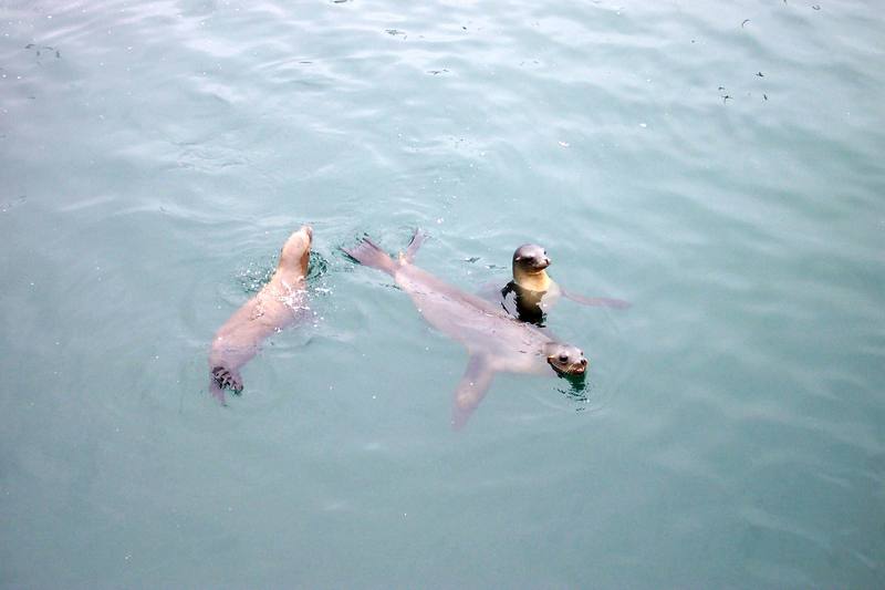 California Sea Lion (Zalophus californianus) {!--(캘리포니아)바다사자-->; DISPLAY FULL IMAGE.