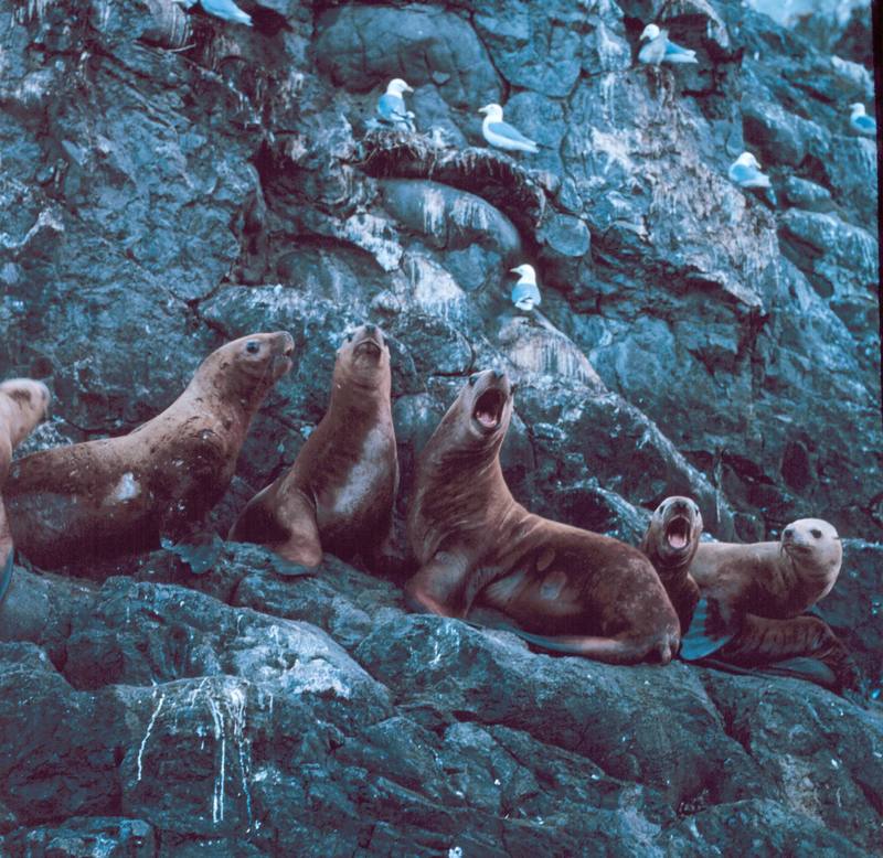 Steller Sea Lion group (Eumetopias jubatus) {!--큰바다사자-->; DISPLAY FULL IMAGE.