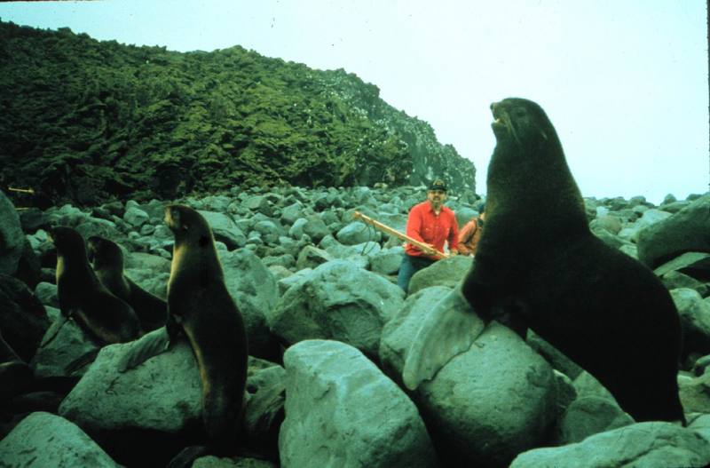 Steller Sea Lion (Eumetopias jubatus) {!--큰바다사자-->; DISPLAY FULL IMAGE.