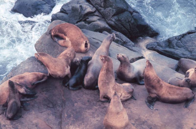 Steller Sea Lion group (Eumetopias jubatus) {!--큰바다사자-->; DISPLAY FULL IMAGE.