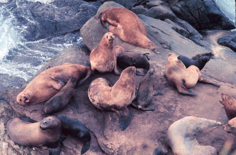 Steller Sea Lion group (Eumetopias jubatus) {!--큰바다사자-->; DISPLAY FULL IMAGE.