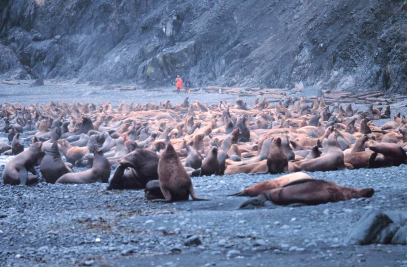 Steller Sea Lion group (Eumetopias jubatus) {!--큰바다사자-->; DISPLAY FULL IMAGE.