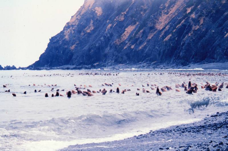 Steller Sea Lion group (Eumetopias jubatus) {!--큰바다사자-->; DISPLAY FULL IMAGE.