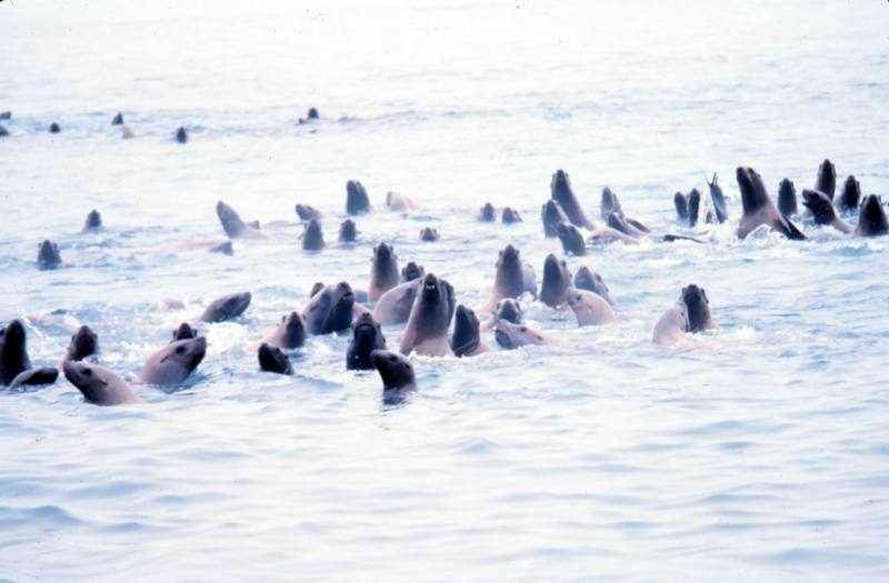 Steller Sea Lion group (Eumetopias jubatus) {!--큰바다사자-->; DISPLAY FULL IMAGE.