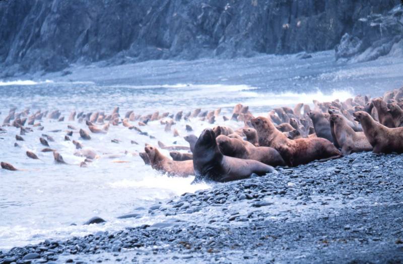 Steller Sea Lion group (Eumetopias jubatus) {!--큰바다사자-->; DISPLAY FULL IMAGE.