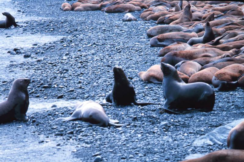 Steller Sea Lion group (Eumetopias jubatus) {!--큰바다사자-->; DISPLAY FULL IMAGE.