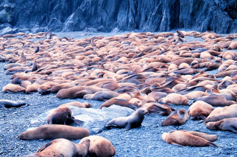 Steller Sea Lion group (Eumetopias jubatus) {!--큰바다사자-->; DISPLAY FULL IMAGE.