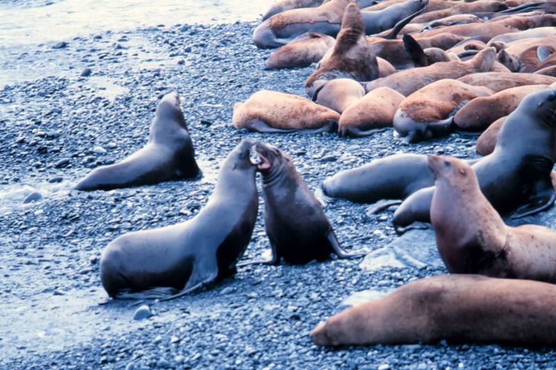 Steller Sea Lion group (Eumetopias jubatus) {!--큰바다사자-->; DISPLAY FULL IMAGE.