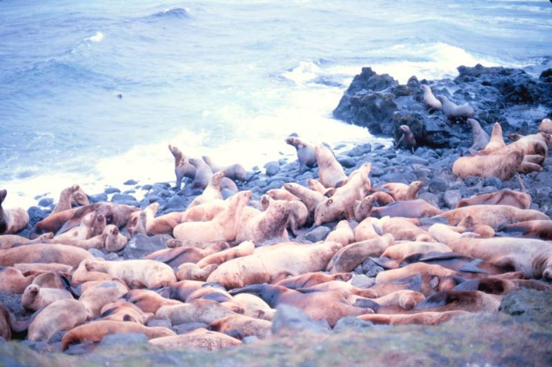 Steller Sea Lion group (Eumetopias jubatus) {!--큰바다사자-->; DISPLAY FULL IMAGE.