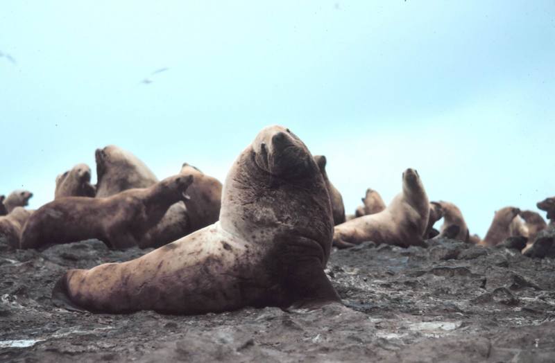 Steller Sea Lion group (Eumetopias jubatus) {!--큰바다사자-->; DISPLAY FULL IMAGE.