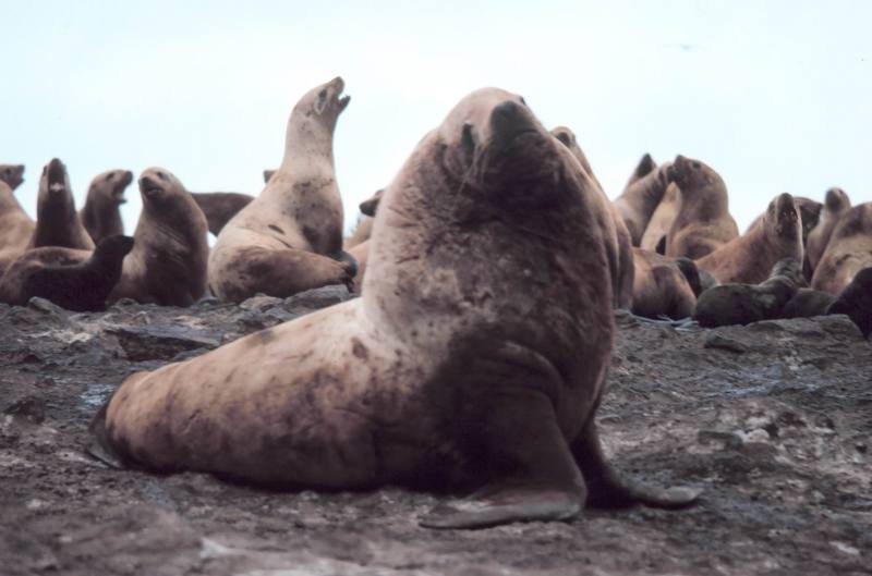 Steller Sea Lion group (Eumetopias jubatus) {!--큰바다사자-->; DISPLAY FULL IMAGE.