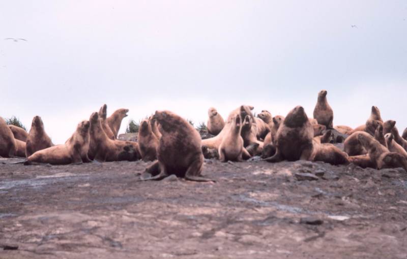 Steller Sea Lion group (Eumetopias jubatus) {!--큰바다사자-->; DISPLAY FULL IMAGE.