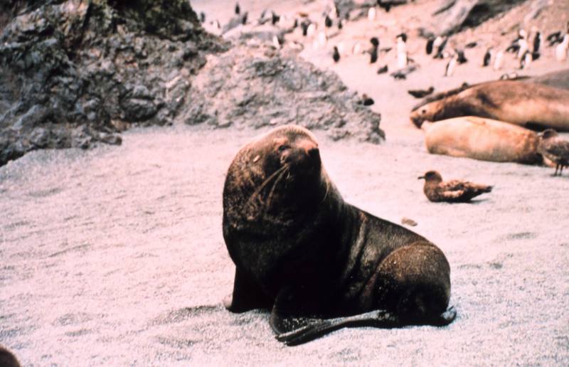 Southern Fur Seal (Arctocephalus sp.) {!--남방물개-->; DISPLAY FULL IMAGE.