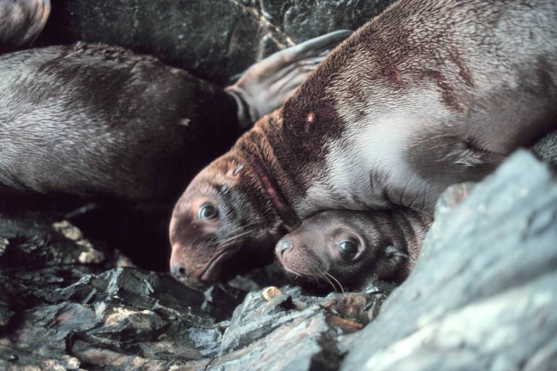 Steller Sea Lion group (Eumetopias jubatus) {!--큰바다사자-->; DISPLAY FULL IMAGE.
