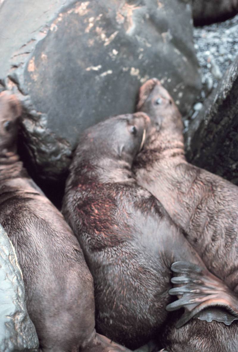 Steller Sea Lion group (Eumetopias jubatus) {!--큰바다사자-->; DISPLAY FULL IMAGE.