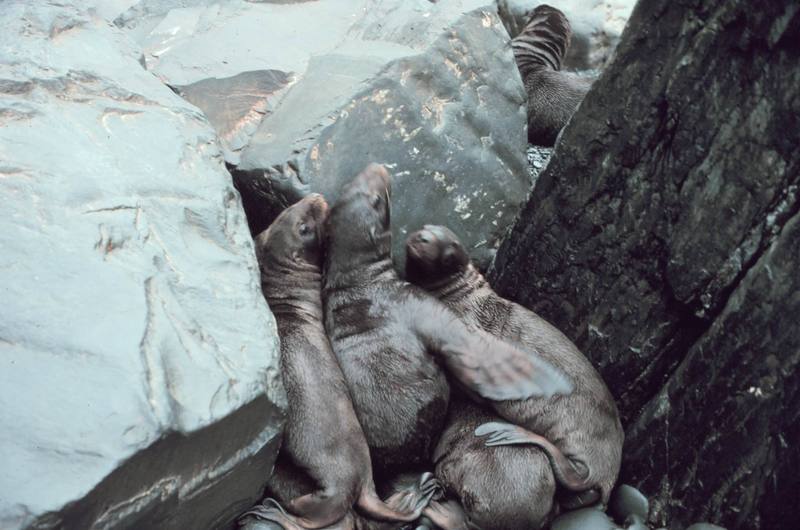 Steller Sea Lion group (Eumetopias jubatus) {!--큰바다사자-->; DISPLAY FULL IMAGE.
