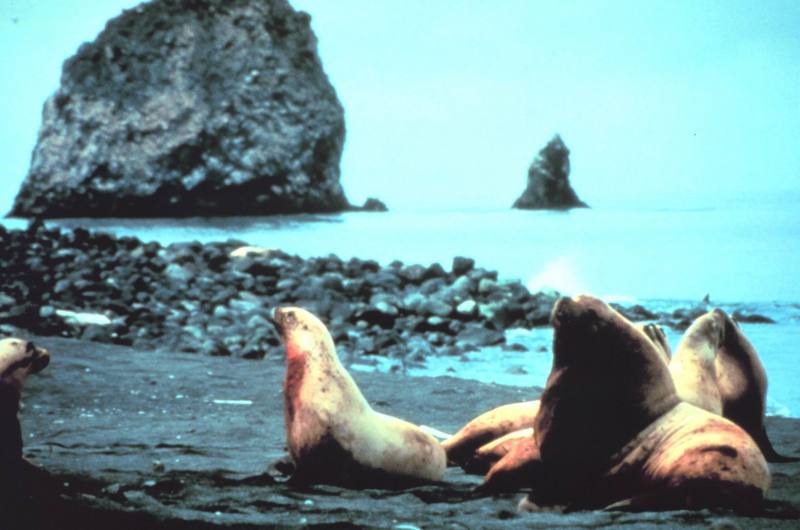 Steller Sea Lion group (Eumetopias jubatus) {!--큰바다사자-->; DISPLAY FULL IMAGE.
