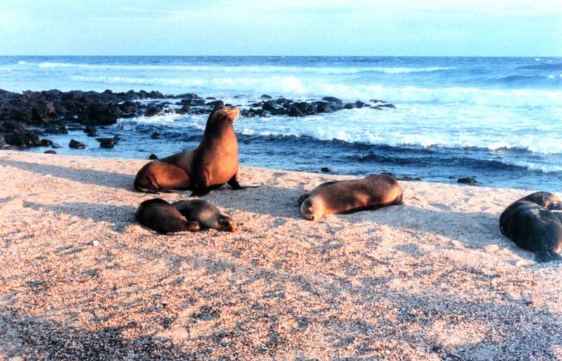 Gal??pagos Sea Lion group (Zalophus californianus wollebaeki) {!--(갈라파고스)바다사자-->; DISPLAY FULL IMAGE.