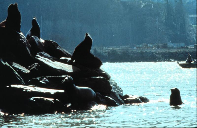 California Sea Lion group (Zalophus californianus) {!--(캘리포니아)바다사자-->; DISPLAY FULL IMAGE.