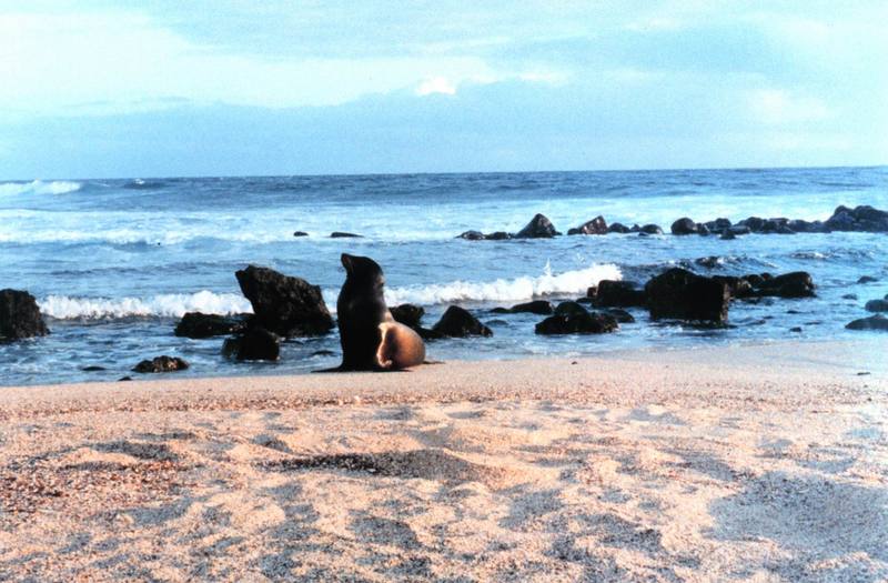 Gal??pagos Sea Lion (Zalophus californianus wollebaeki) {!--(갈라파고스)바다사자-->; DISPLAY FULL IMAGE.