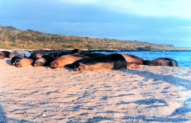 Gal??pagos Sea Lion group (Zalophus californianus wollebaeki) {!--(갈라파고스)바다사자-->; DISPLAY FULL IMAGE.