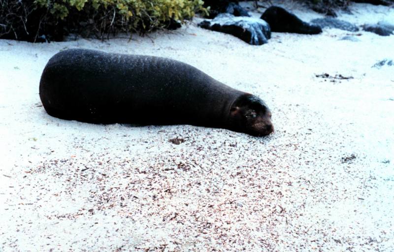 Gal??pagos Sea Lion (Zalophus californianus wollebaeki) {!--(갈라파고스)바다사자-->; DISPLAY FULL IMAGE.