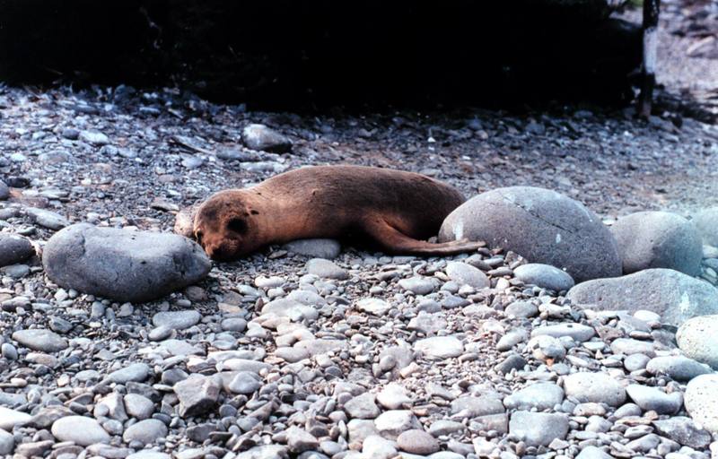Gal??pagos Sea Lion (Zalophus californianus wollebaeki) {!--(갈라파고스)바다사자-->; DISPLAY FULL IMAGE.