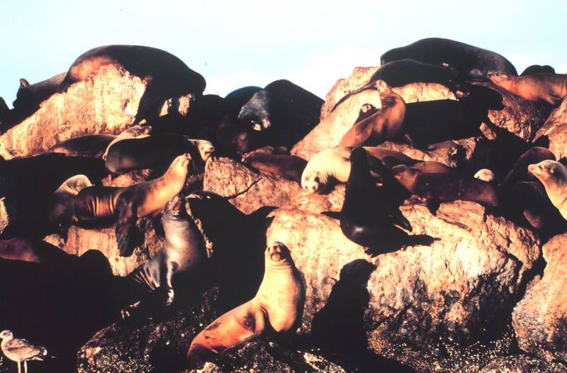 California Sea Lion group (Zalophus californianus) {!--(캘리포니아)바다사자-->; DISPLAY FULL IMAGE.