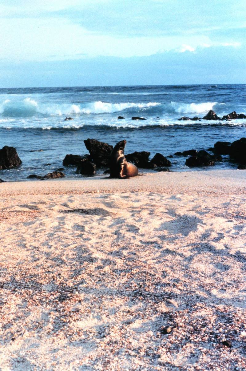 Gal??pagos Sea Lion (Zalophus californianus wollebaeki) {!--(갈라파고스)바다사자-->; DISPLAY FULL IMAGE.