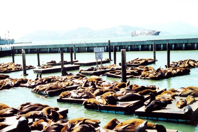 California Sea Lion group (Zalophus californianus) {!--(캘리포니아)바다사자-->; DISPLAY FULL IMAGE.