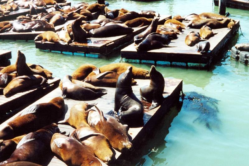 California Sea Lion group (Zalophus californianus) {!--(캘리포니아)바다사자-->; DISPLAY FULL IMAGE.
