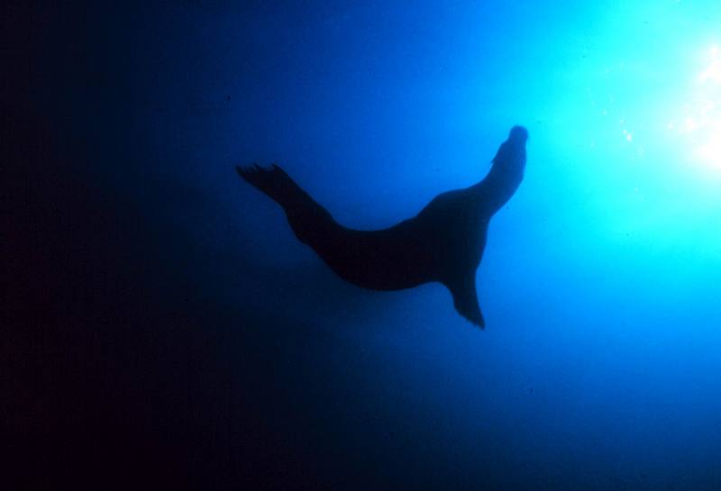 California Sea Lion (Zalophus californianus) {!--(캘리포니아)바다사자-->; DISPLAY FULL IMAGE.