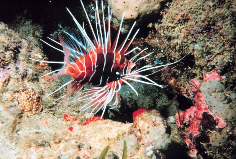 Clearfin Lionfish (Pterois radiata) {!--방사쏠배감펭-->; DISPLAY FULL IMAGE.