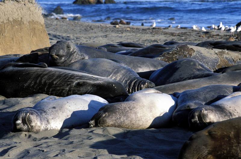 Northern Elephant Seal (Mirounga angustirostris) {!--북방코끼리물범-->; DISPLAY FULL IMAGE.