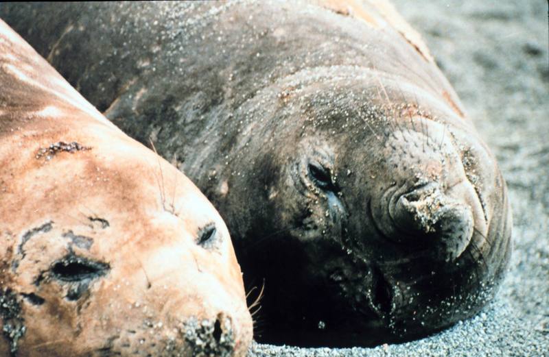 Southern Elephant Seal (Mirounga leonina) {!--남방코끼리물범-->; DISPLAY FULL IMAGE.