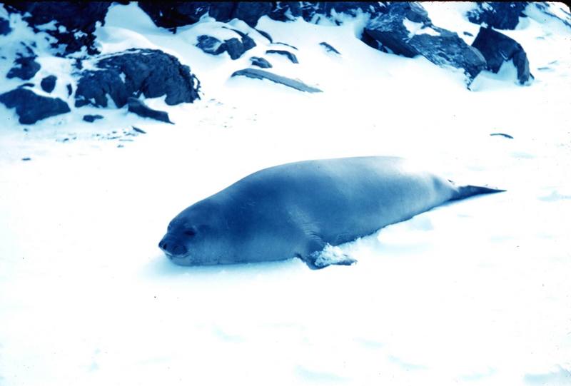 Southern Elephant Seal (Mirounga leonina) {!--남방코끼리물범-->; DISPLAY FULL IMAGE.