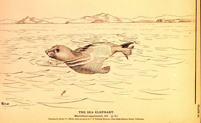 Northern Elephant Seal (Mirounga angustirostris) {!--북방코끼리물범-->; DISPLAY FULL IMAGE.