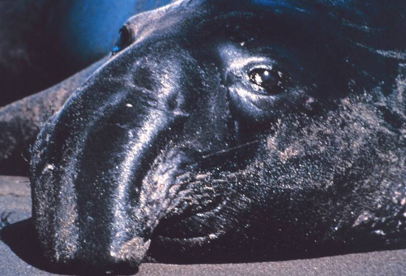 Northern Elephant Seal (Mirounga angustirostris) {!--북방코끼리물범-->; DISPLAY FULL IMAGE.