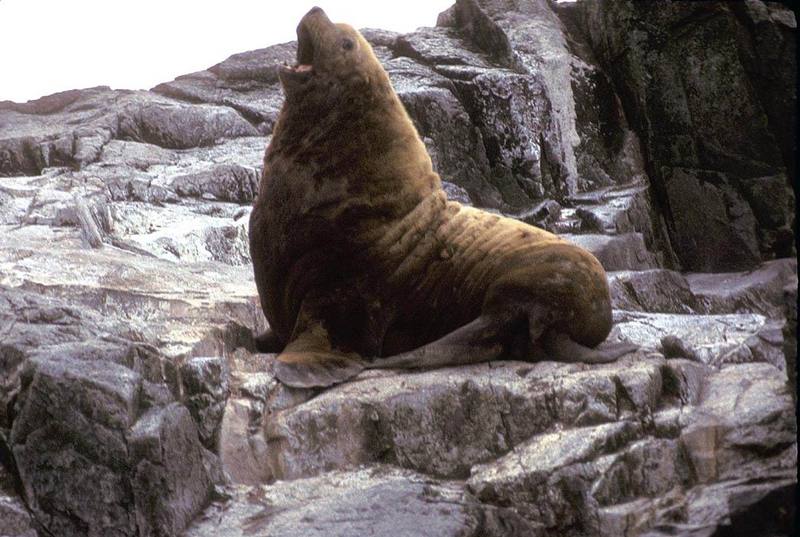 Northern Fur Seal (Callorhinus ursinus) {!--물개-->; DISPLAY FULL IMAGE.