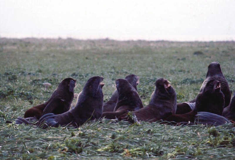 Northern Fur Seal (Callorhinus ursinus) {!--물개-->; DISPLAY FULL IMAGE.