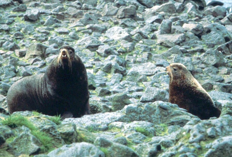 Northern Fur Seal (Callorhinus ursinus) {!--물개-->; DISPLAY FULL IMAGE.