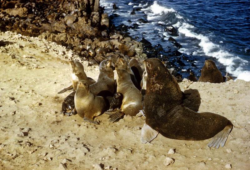 Northern Fur Seal (Callorhinus ursinus) {!--물개-->; DISPLAY FULL IMAGE.