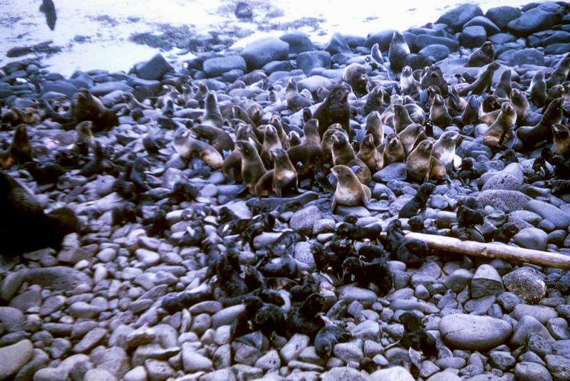 Northern Fur Seal group (Callorhinus ursinus) {!--물개-->; DISPLAY FULL IMAGE.