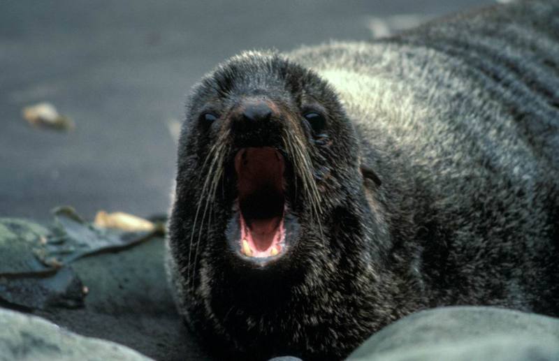 Northern Fur Seal (Callorhinus ursinus) {!--물개-->; DISPLAY FULL IMAGE.